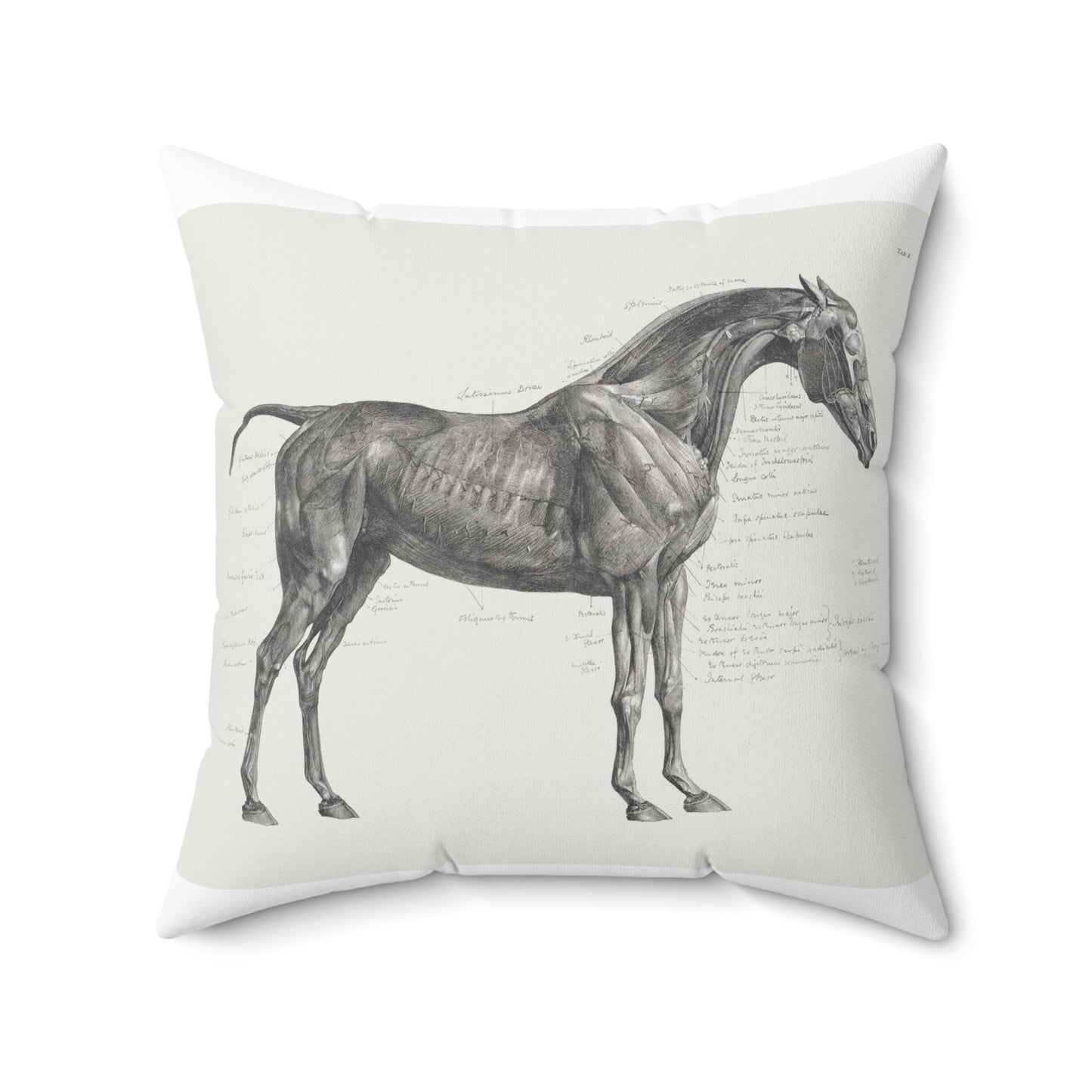 The Anatomy of the Horse cushion