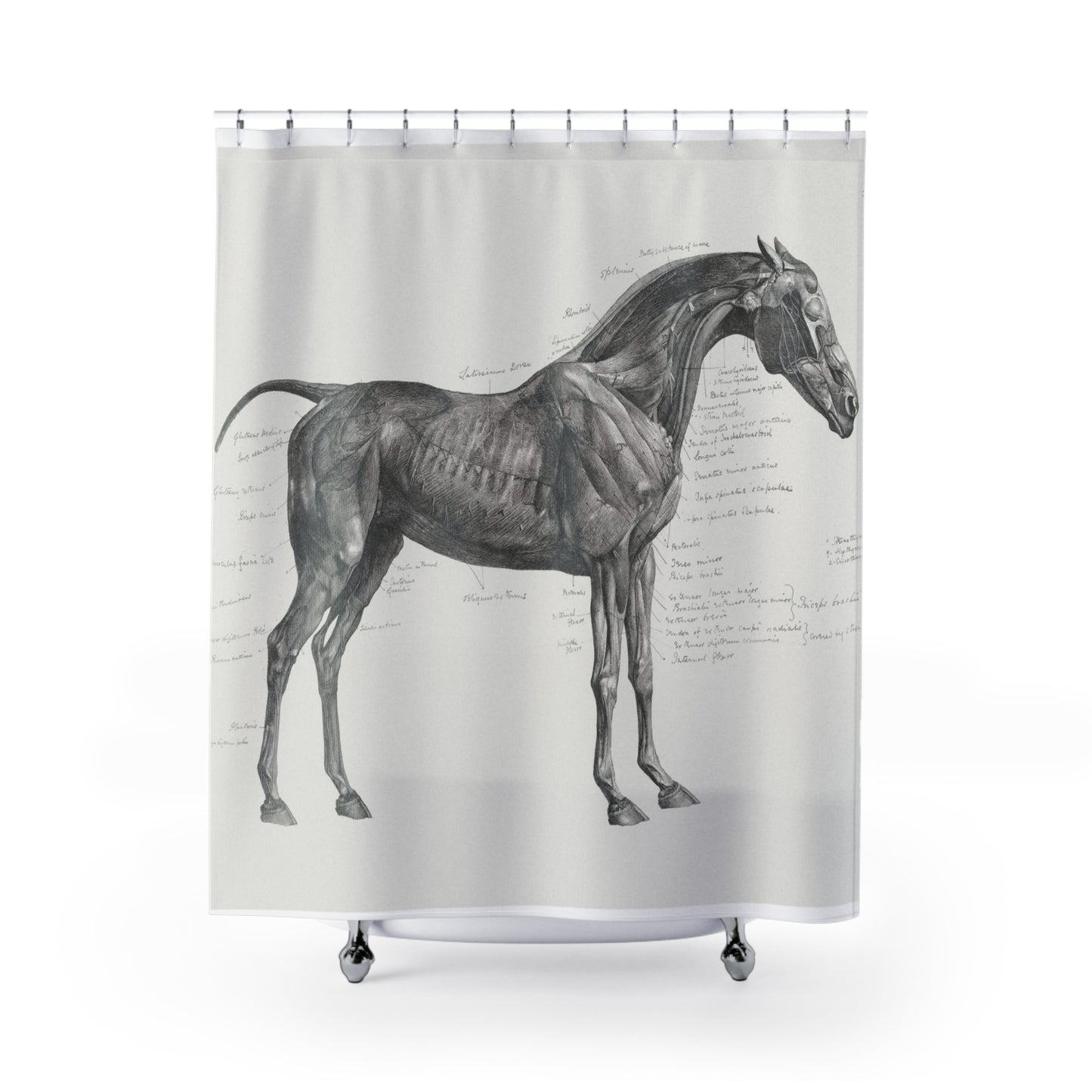 The Anatomy of the Horse Shower Curtain